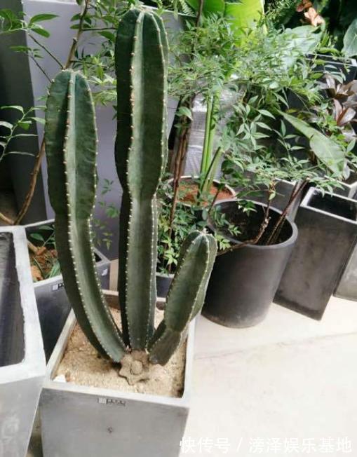 3种丑陋的花，很多人不愿养，可懂花的人都会养，难怪家庭更好了