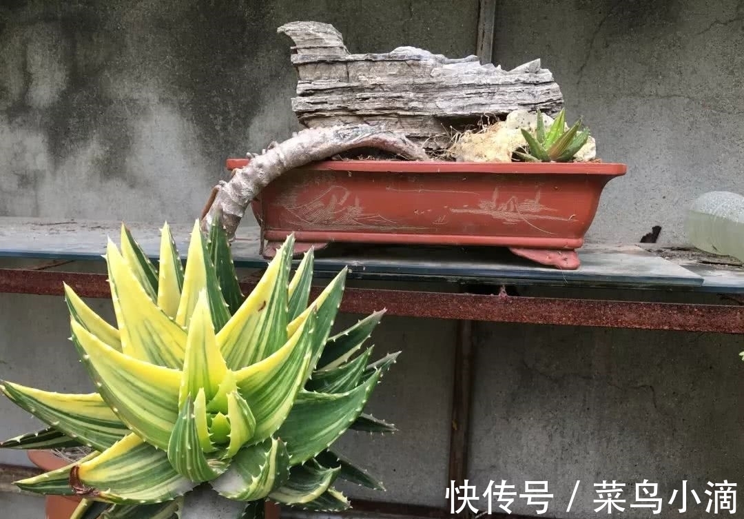 九种“皮实花”,多晒少管长得好,养成老桩更高档,绿萝没上榜