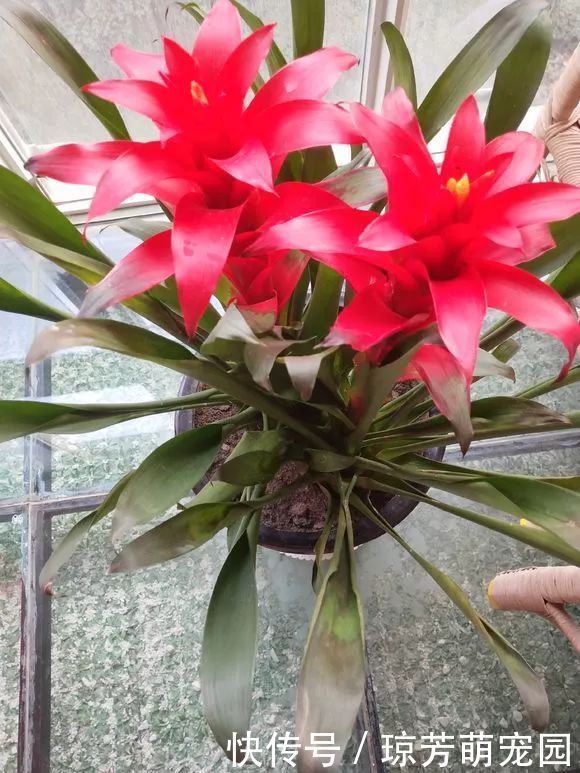 5种花不要“乱晒”,越晒叶越黄,小心晒一盆死一盆!