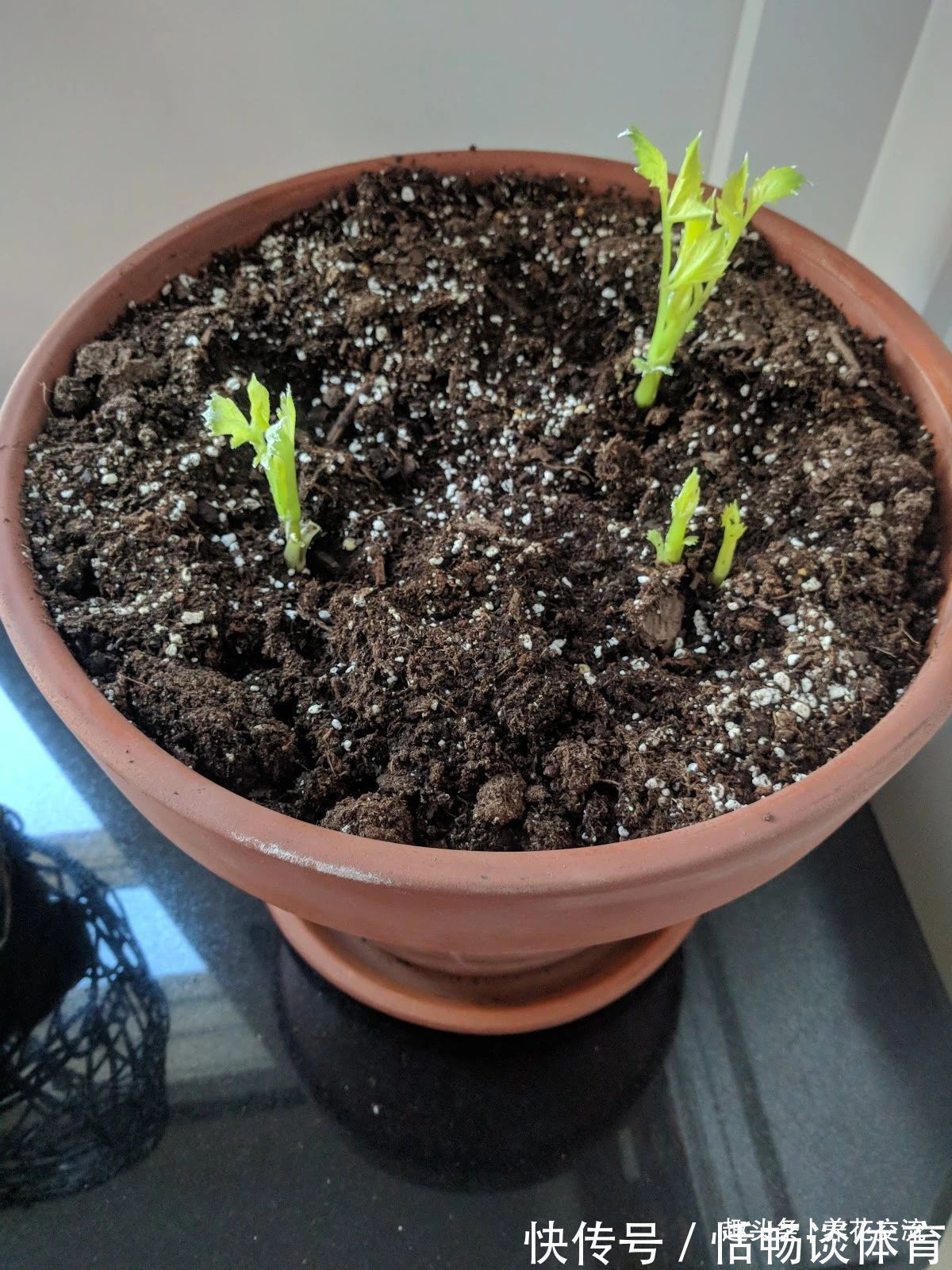 种大丽花的准备工作，温带和亚热带地区盆栽养护攻略