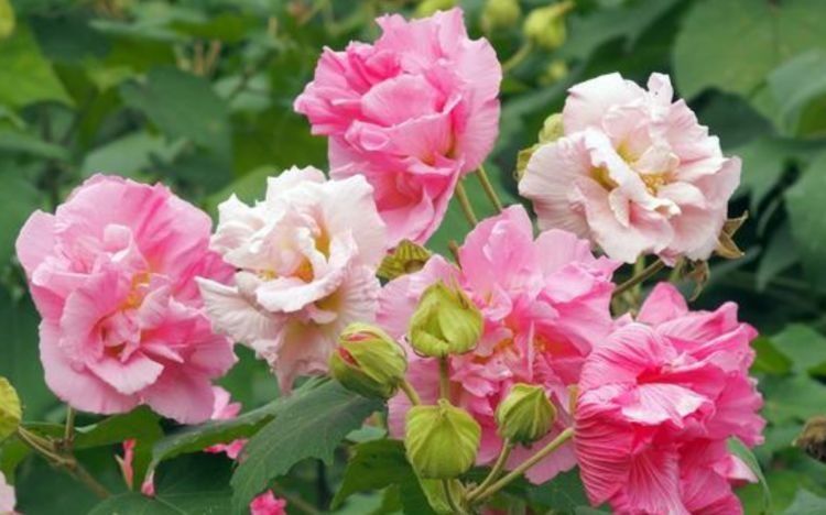 几种花养了就爆盆,好养易活开花漂亮,浇水就疯长