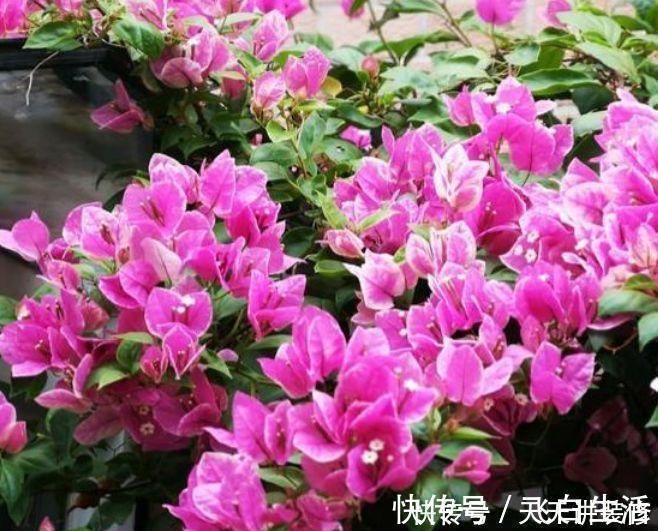 “4种花”好养又漂亮，花开媲美玫瑰，花朵姿态万千，美