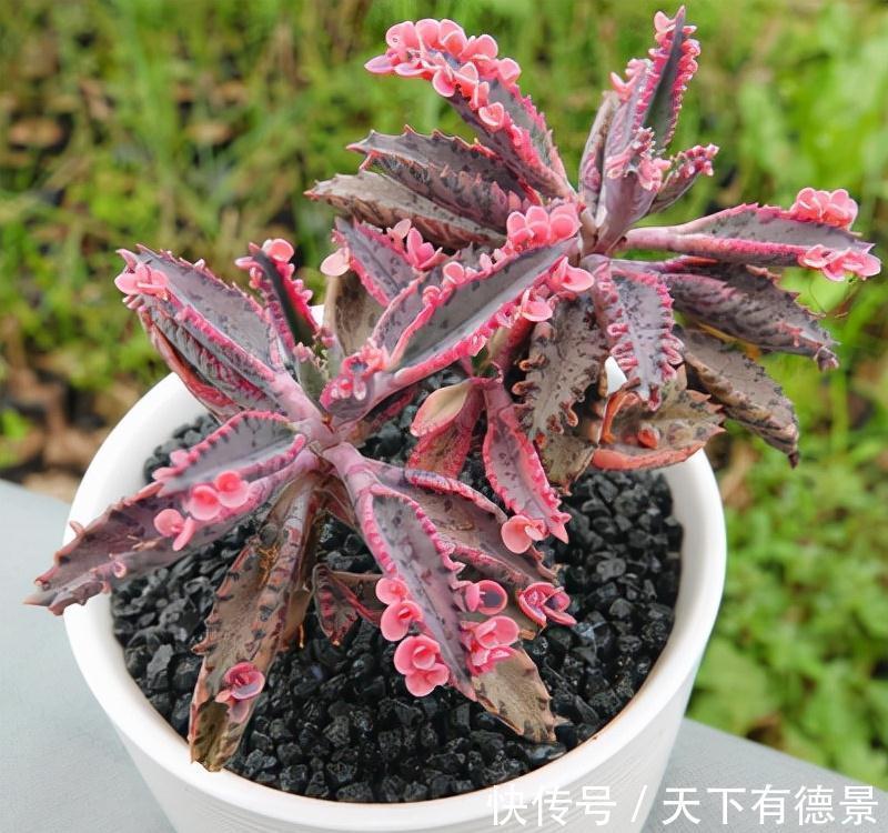 适合懒人养的“6种花”,不只是好养,还寓意好,利于健康