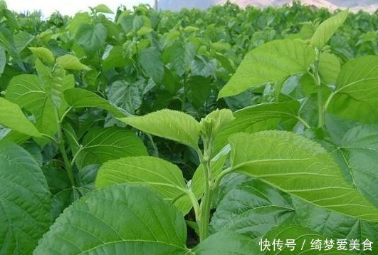 小知识|桑叶作用多,巧治十多种常见疾病,采摘时间最重要,值得了解下!