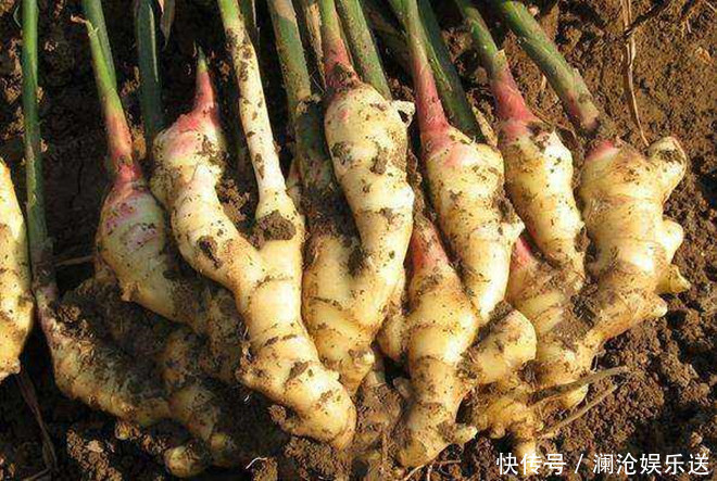 去皮|吃姜到底要不要去皮吃错害身体,吃姜3大禁忌,赶紧告诉家人