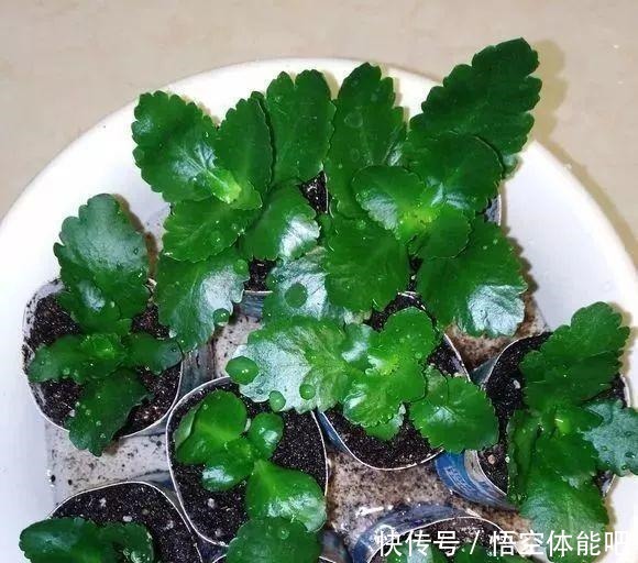 长寿花扦插8大步骤,一盆变十盆,超轻松!长寿花扦插8大步骤,一盆变十盆,超轻松!