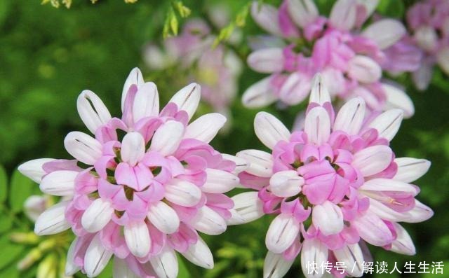 世界最毒的花有哪些十种最毒的花!