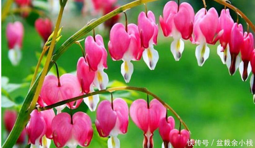 绿萝|4种花比牡丹还漂亮,比绿萝还好养,年年花开不断,一盆开花100朵