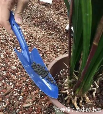 养分|5种漂亮花,九月“睡醒了”,施肥催花快下手,下个月开爆棚