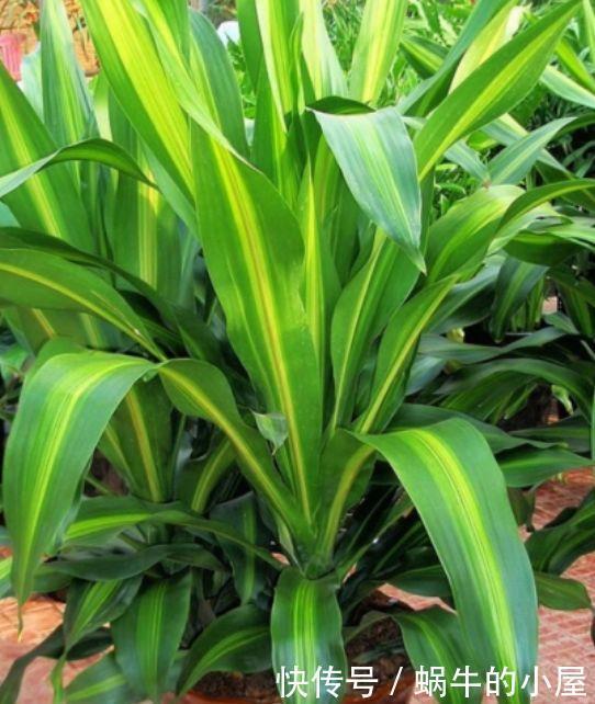 此花超漂亮,沾土就活,开花又大又艳,花香四溢!