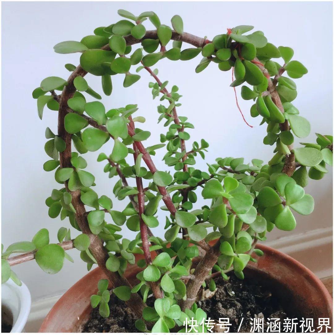 树桩|会养花的人都选它,耐旱又好活,2年养成小树桩!