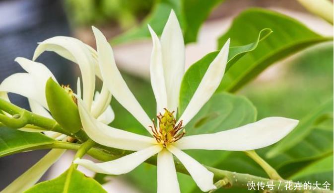 白兰花|不适合室内养的5种花草,入手要谨慎,没有露养条件白花钱