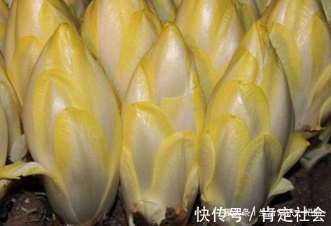 小肚子|蒲公英配它是“天然护肝王”，泡茶喝一周，小肚子不见了，肝好了