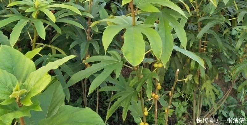 农村老大爷路边卖“树根”,很多人看无人敢买,我一看直接包圆