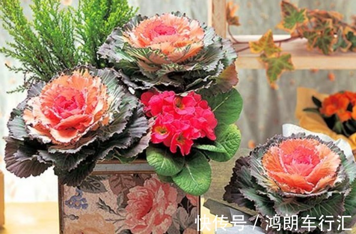 阳台种上4种菜,漂亮又好养,随吃随摘,天天都有新鲜菜!