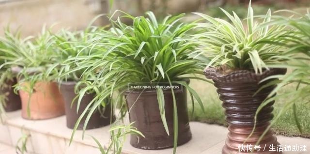 吊兰促进长匍匐分枝的秘诀,茎叶枯萎要怎么解救!