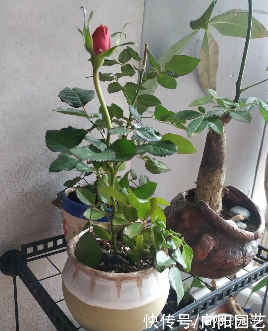 花苞|买的月季幼苗，还带着花苞！咔嚓一刀剪掉，花苞影响生长