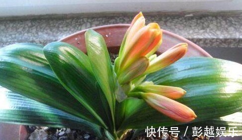 君子兰用“它”养,10年不施肥,新芽呼呼窜,开完一次又一次!