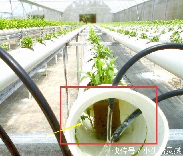 老妈如今在家种菜不用土了!海绵剪剪插蔬菜苗,天天吃菜不花钱!