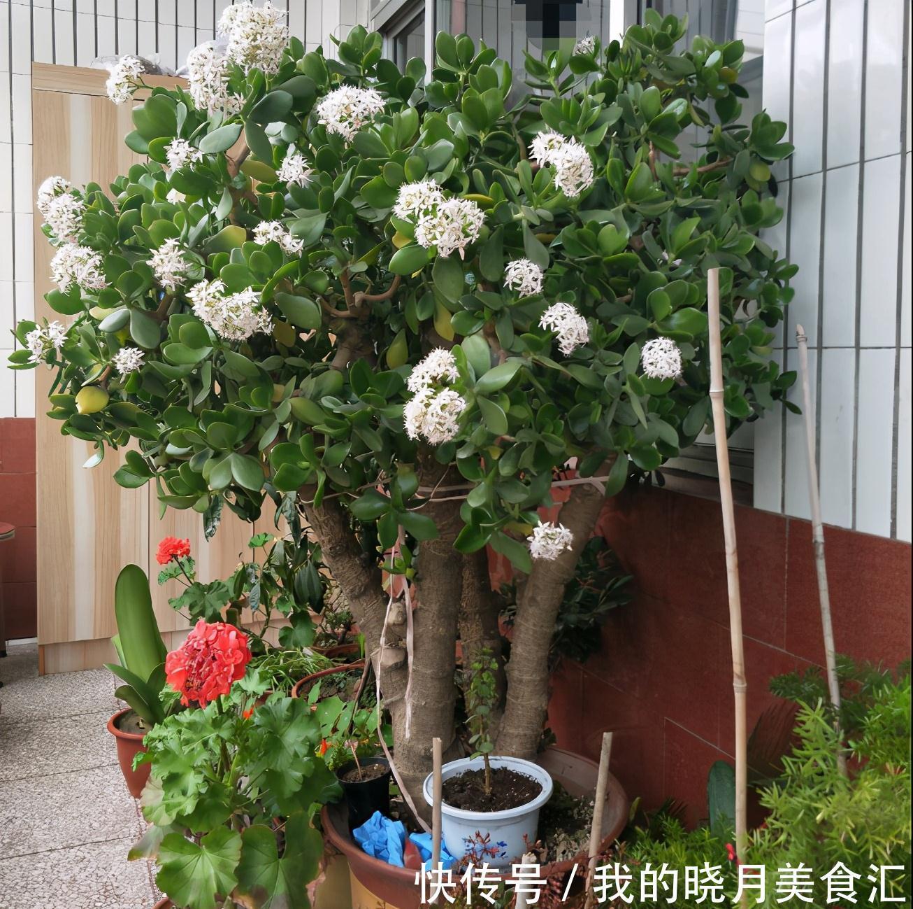 养玉树3个“控养法”，学会克制，才能长成“玉树临风”的大盆景