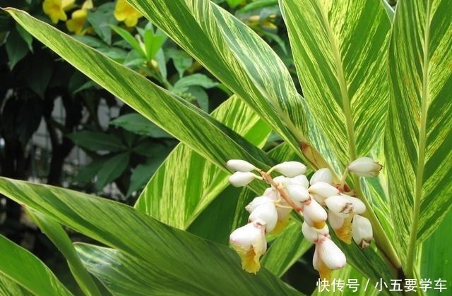 莪术|生姜开花,原来这么美,第一次见到!生姜开花,原来这么美,第一次见到!