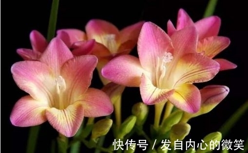 藤本月季|几款花卉,花期200多天,盛开时繁花似锦,花色美轮美奂