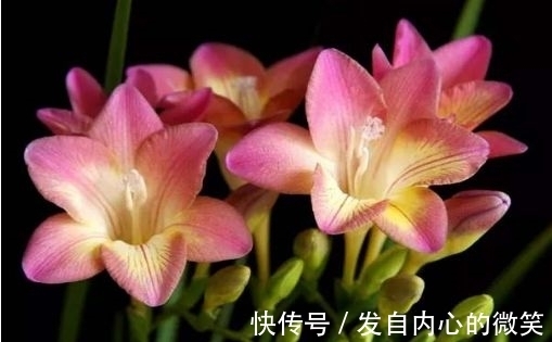 藤本月季|几款花卉，花期200多天，盛开时繁花似锦，花色美轮美奂