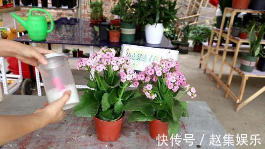 家家都有的液体,用来养花,半年不用施肥,养啥都爆盆!