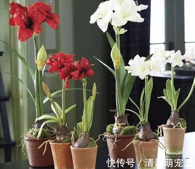 养花需要酸性土?这么一处理,好似变戏法,马上就有了