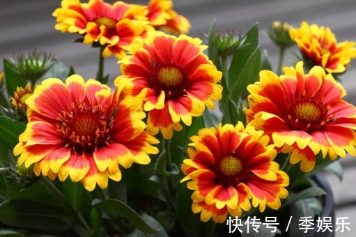 常见几种菊花,好看好养,开花千重瓣,越看越想养