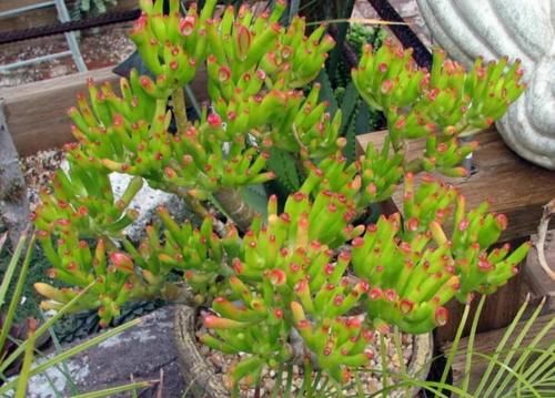 居家盆栽多肉，想选“招财树”养这3款，名字里带财