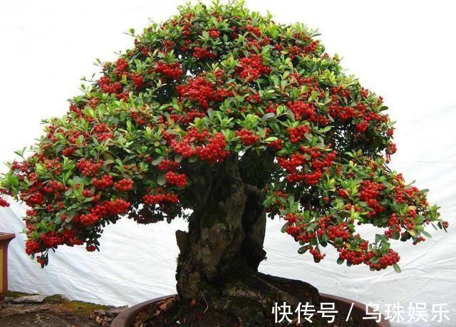 盆景|农村当柴烧的花,搬回家剪一剪就能变盆景,喜庆又好看