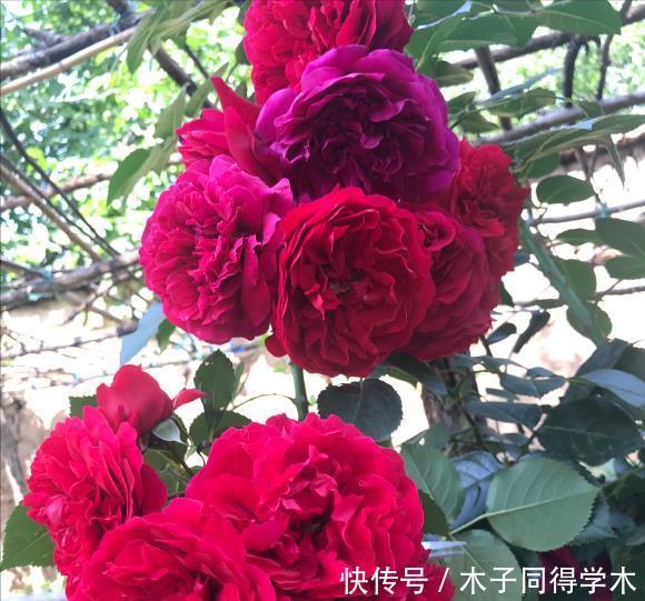 肥料|养花“杀手”的5个坏习惯,看你中了几个?怪不得你养不好花