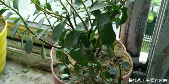 君子兰根|养花烂根了,全扔掉?别,一个小方法立马满血复活