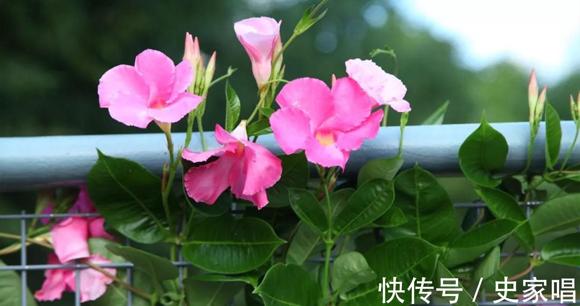 飘香藤秋末开花，这时候养护不注意，可能会元气大伤，冬季变光杆