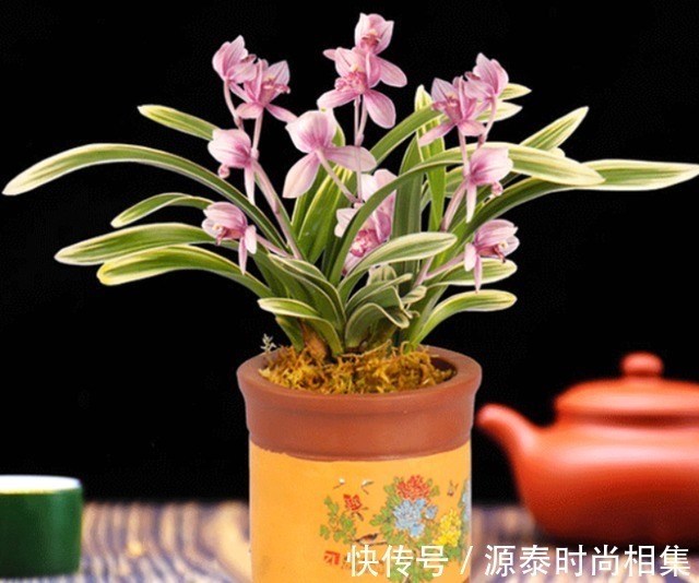 此兰花比较好养,花叶双艺,芳香怡人,花姿典雅,勤花勤草显档次!