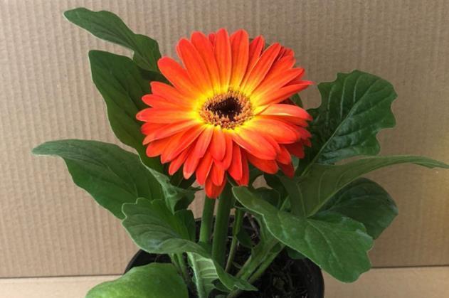 茶梅|这三种花是秋冬开花王，娇艳漂亮花期又长，理想的居家盆栽