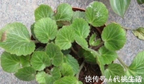 中医|路边这长相似“耳朵”的草，你认识么？中医说它对治疗冻疮有奇效