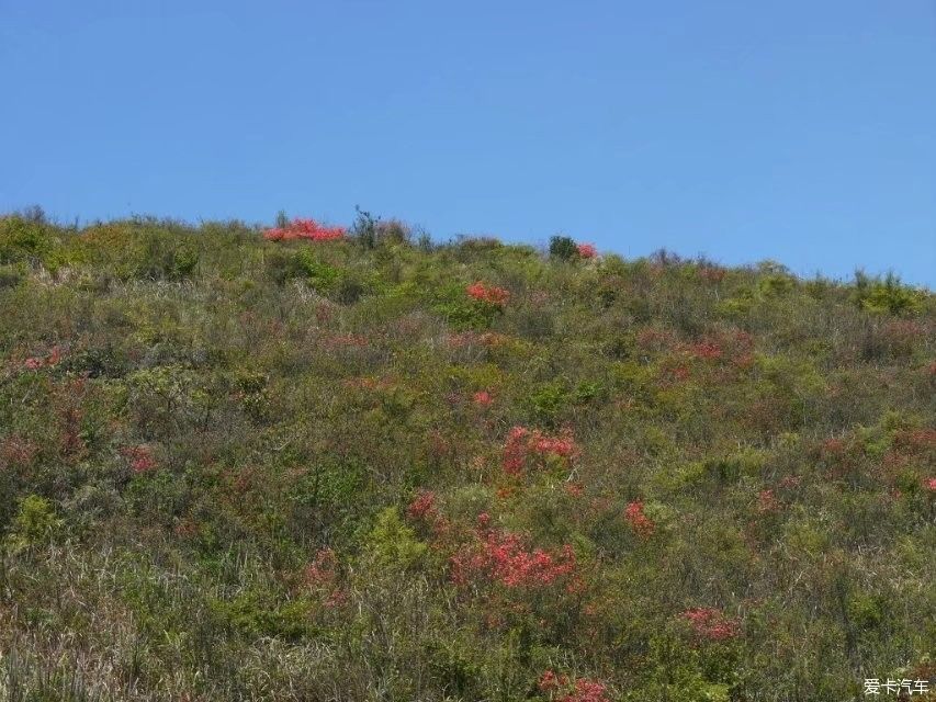 满山开遍映山红