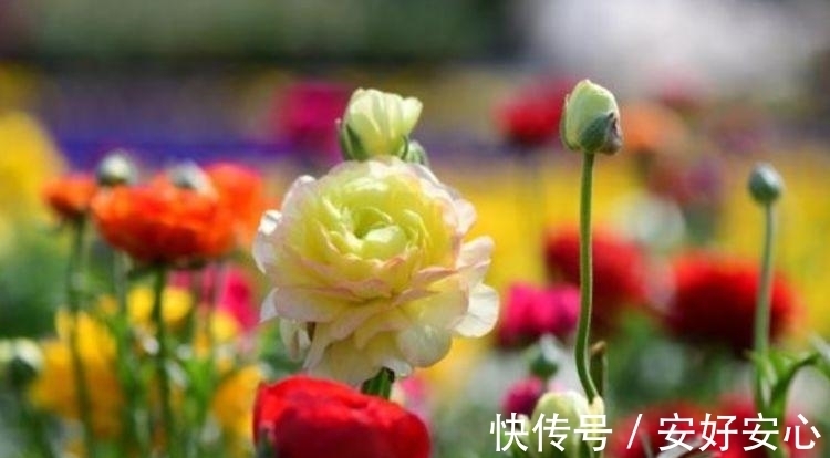 鸢尾花|开花最香的4种花，家里养一盆，比牡丹还美，年年开花美翻