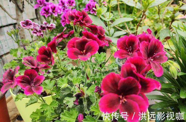 “对付”天竺葵有绝招，赶紧学会，枝枝挂花苞长疯了