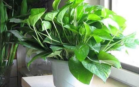 大妈养绿箩有奇招,3个技巧倾囊教授,学会了,室内绿箩爬满墙壁