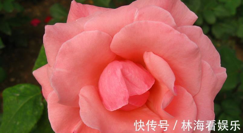 石菊|喜欢菊花,不如养盆“珍奇名菊”石菊,小巧艳丽,四季开花