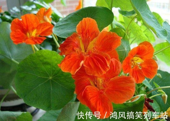 这5款花卉，被称为“开花机器”，家里养一盆，花开繁盛惹人爱