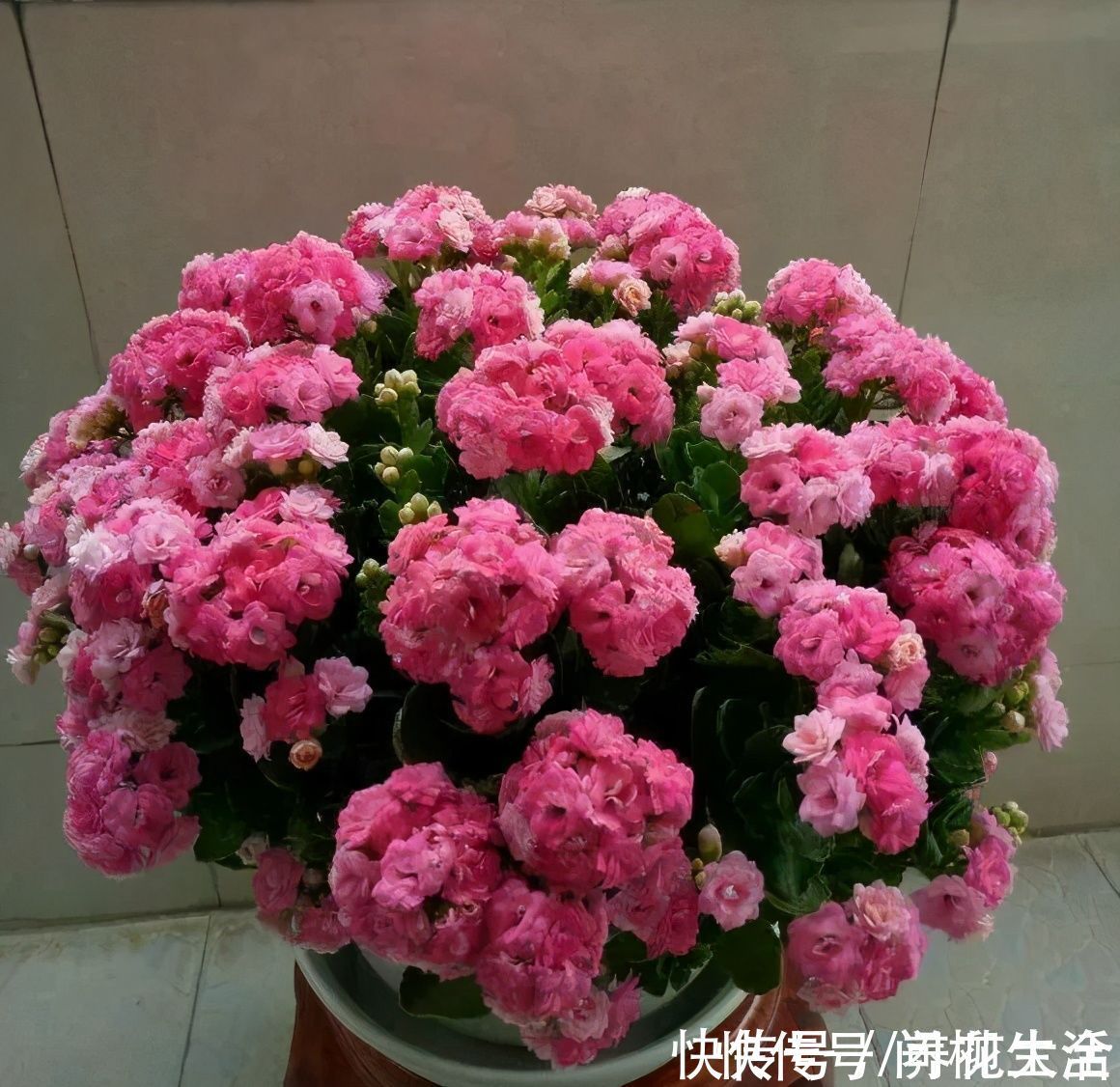 水仙|上万块的蟹爪兰,开花像烟花,养过的人不多