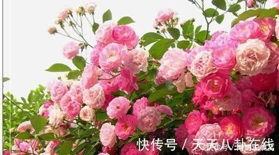 养眼|号称“养不死”的盆栽净化空气又养眼,手残党也能轻松养活