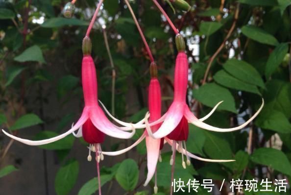 现在最流行养这2种花, 开花时如瀑布, 花期一年300多天