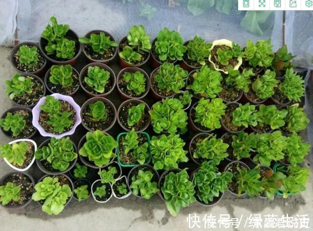 长寿花|扦插最佳时期到了,有这花赶紧插,沾土就能活!