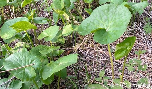 长在河边无人识，叶子却极珍贵，人称“驴蹄菜”，别忽视