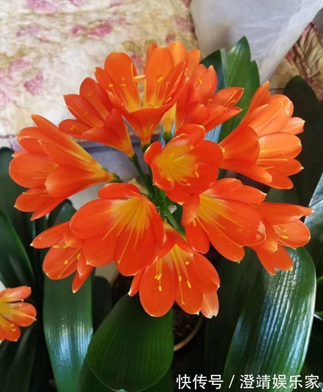 君子兰的“叶片”，别随便剪，否则一年都不会有花开，长不旺